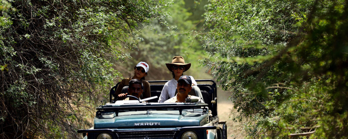 Leopard safari in jawai