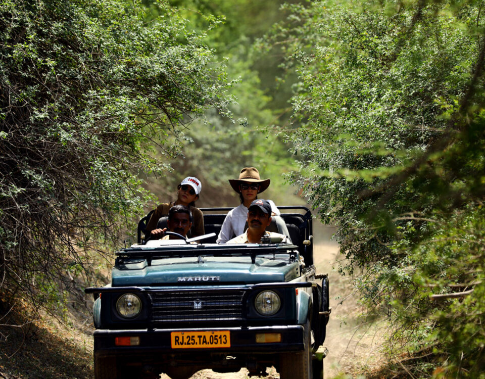 Leopard safari in jawai