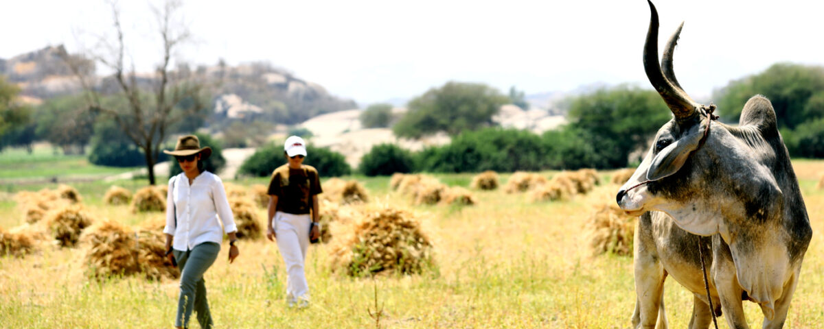 Leopard safari in jawai