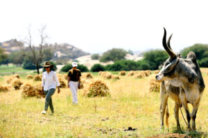 Leopard safari in jawai