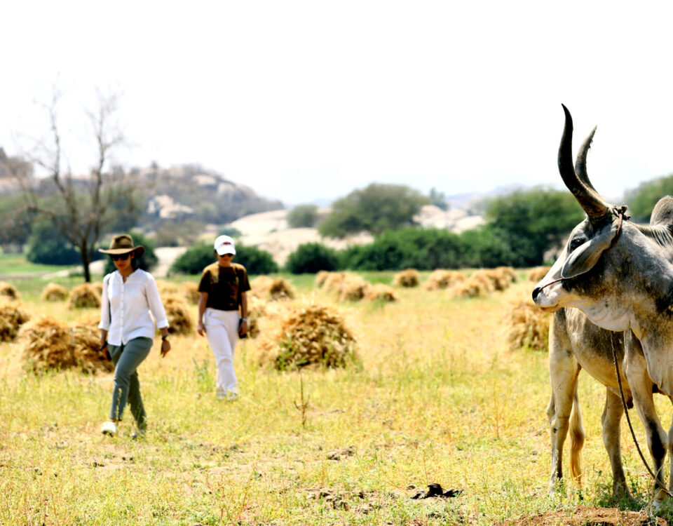 Leopard safari in jawai