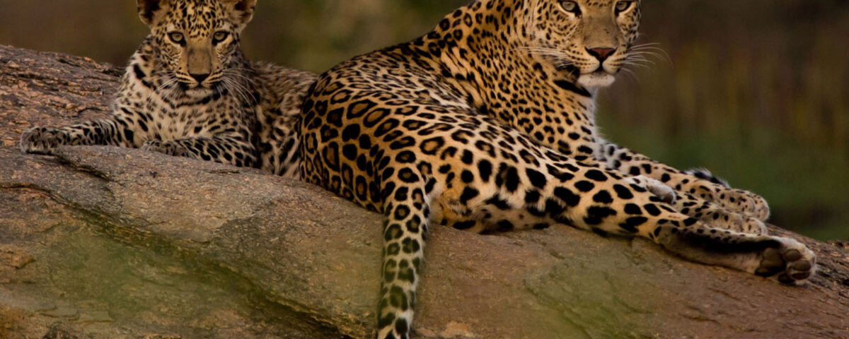 Leopard safari in jawai