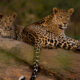 Leopard safari in jawai
