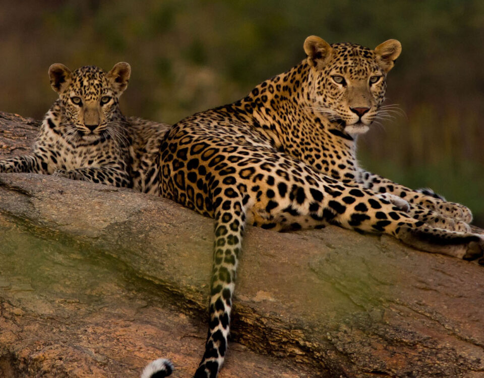 Leopard safari in jawai
