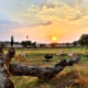 Jawai sightseeing tour
