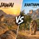 Jawai Vs Ranthambore