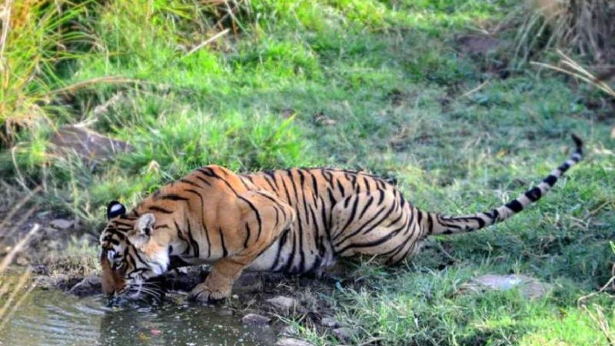 Jawai Vs Ranthambore