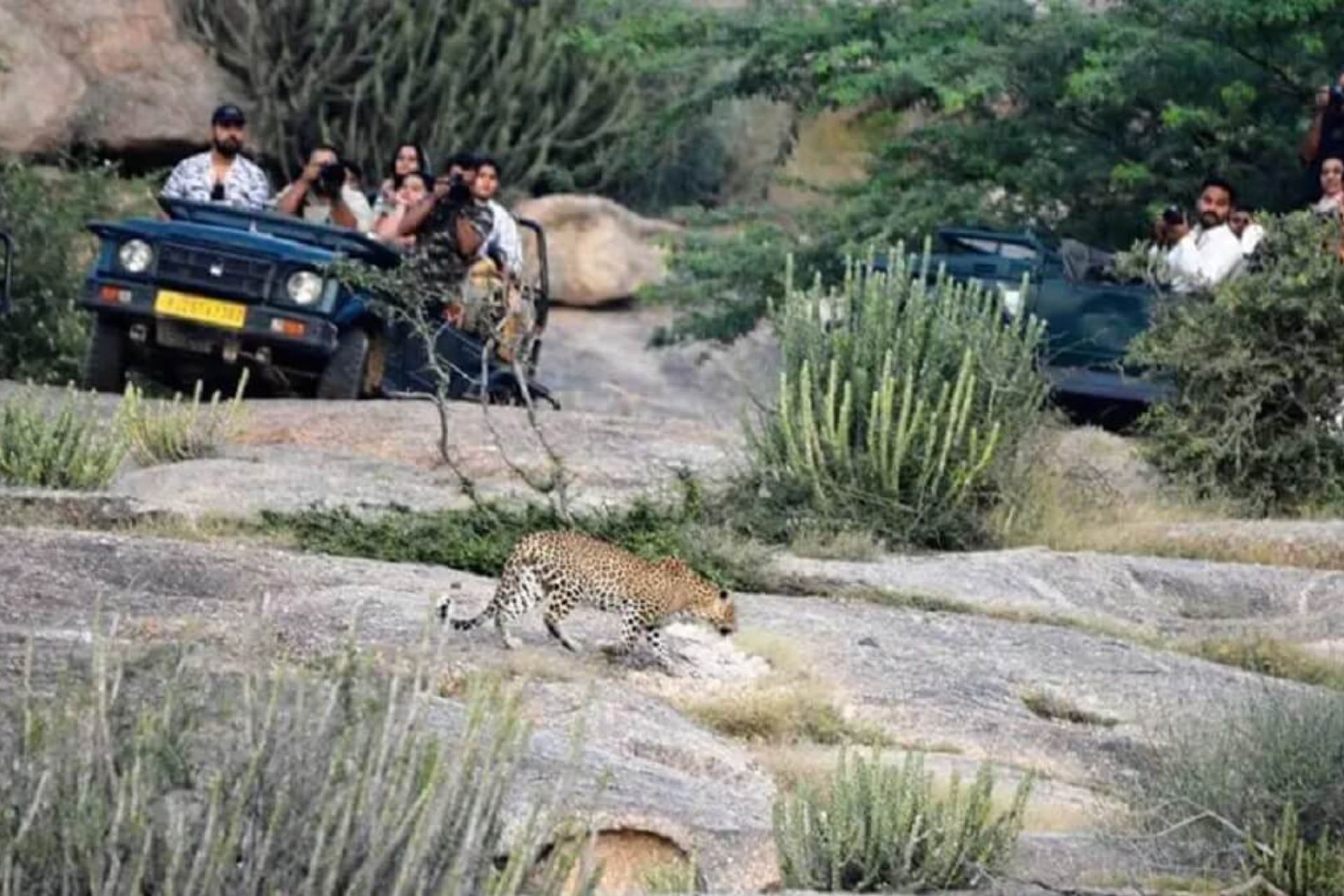 things to do in Jawai