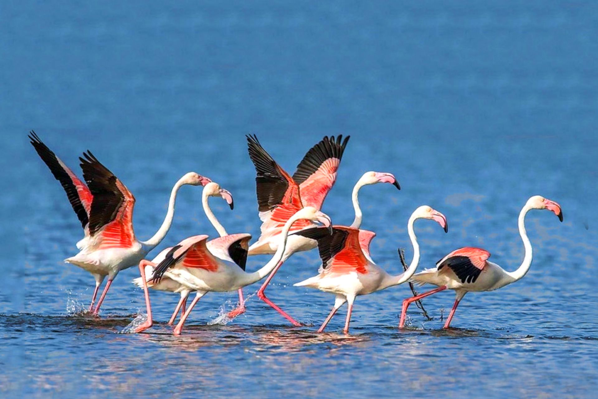things to do in Jawai