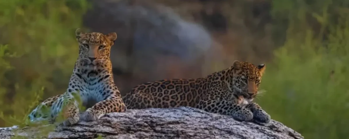 leopard-safari-jawai