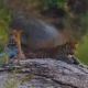 leopard-safari-jawai