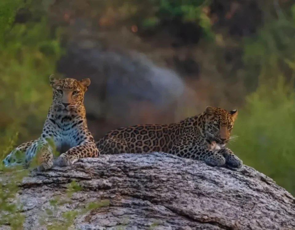 leopard-safari-jawai