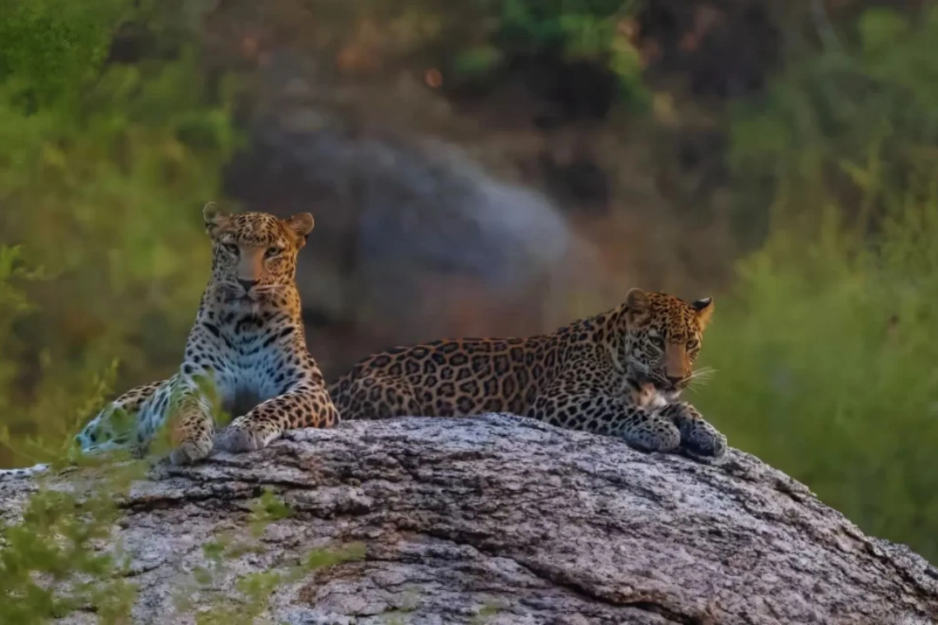 leopard-safari-jawai