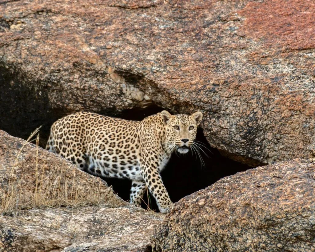 Jaipur to Jaisalmer safari tour 